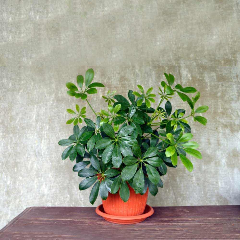 schefflera - Iran Flowers